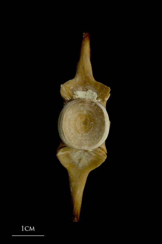 Atlantic bluefin tuna  caudal vertebra anterior view