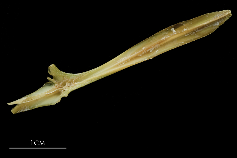 John dory parasphenoid dorsal view