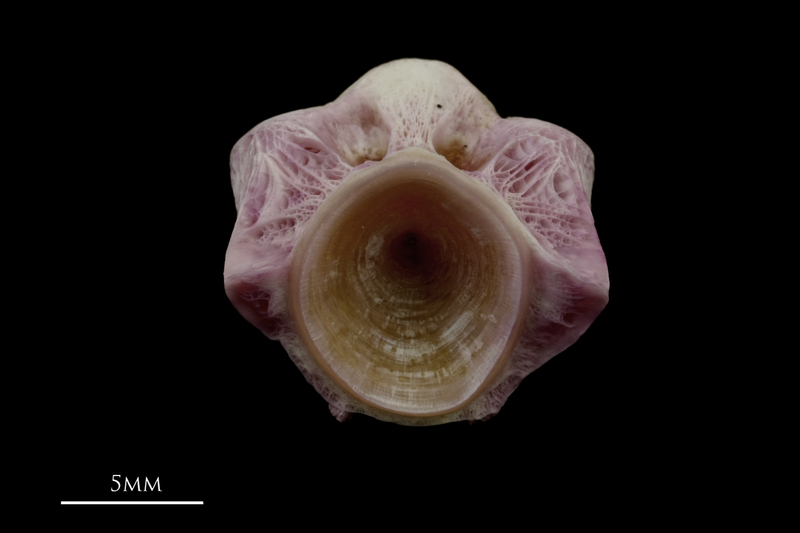 Meagre first vertebra posterior view