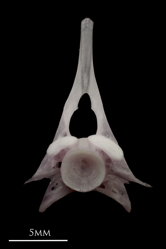 Parrot fish first vertebra anterior view