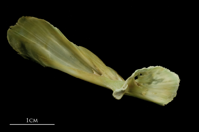 John dory maxilla medial view