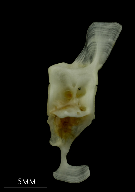 Mediterranean moray caudal vertebra lateral view