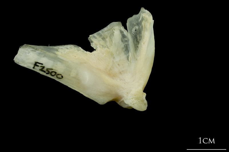 Northern pike quadrate medial view