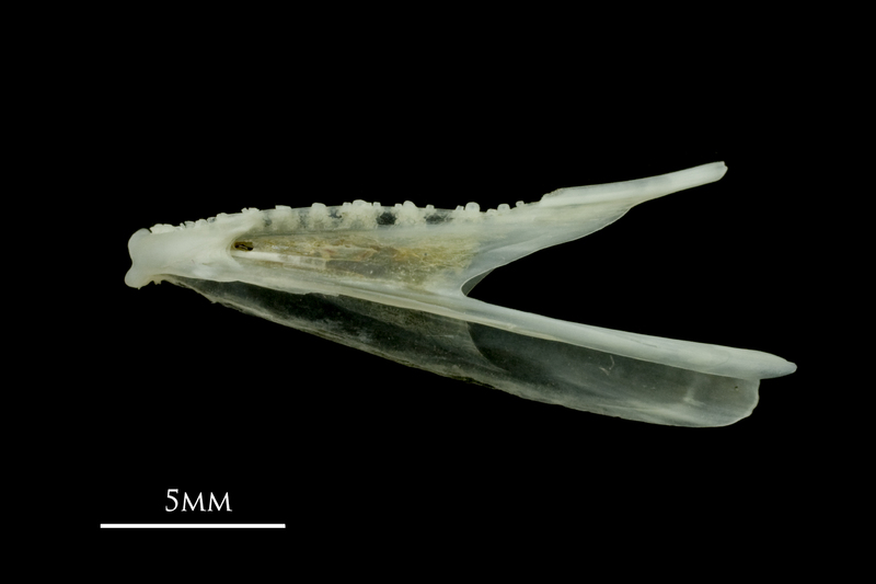 Poor cod dentary lateral view