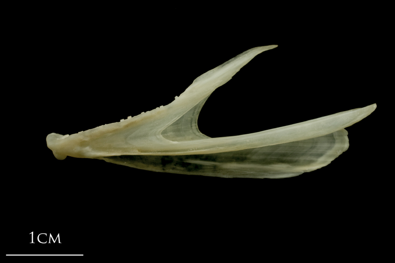 Haddock dentary lateral view