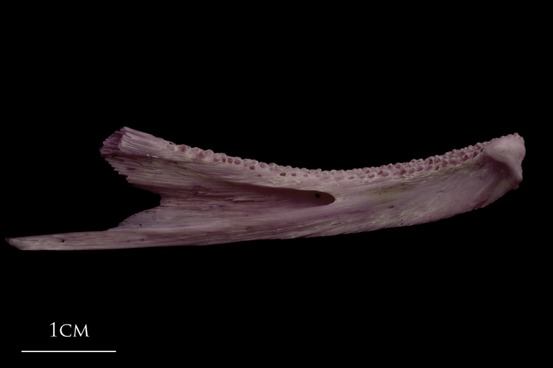 Wels catfish dentary medial view