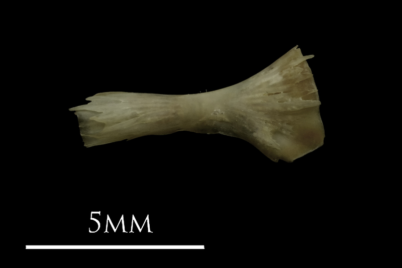 Eelpout ceratohyal lateral view