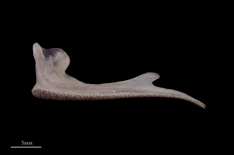 Tub gurnard premaxilla lateral view