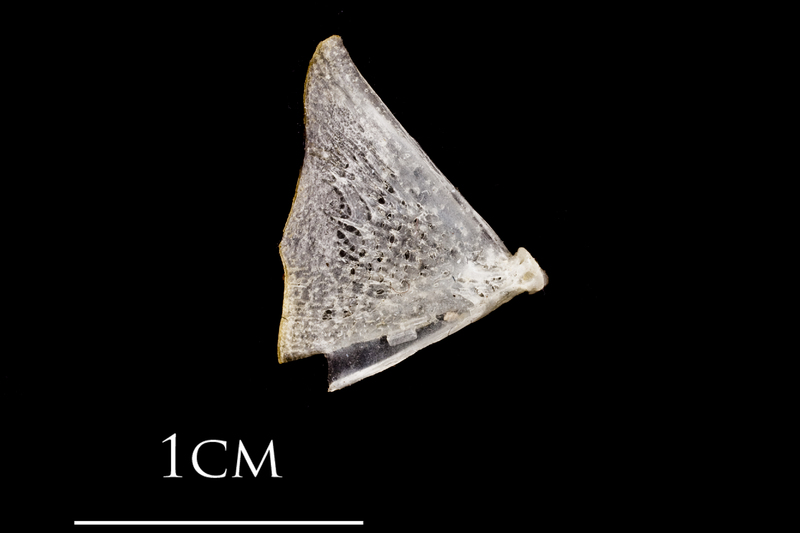 Atlantic herring quadrate medial view