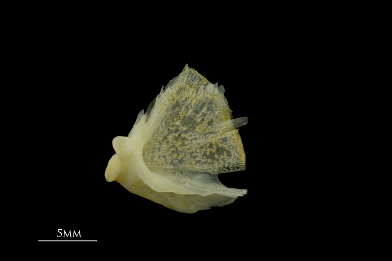 Gilthead seabream quadrate lateral view