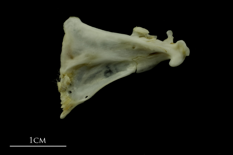 Mediterranean moray quadrate medial view