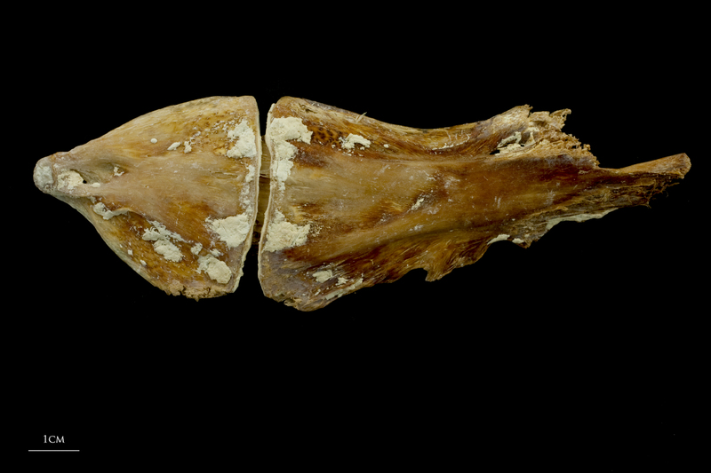 Atlantic bluefin tuna  ceratohyal epihyal complex medial view