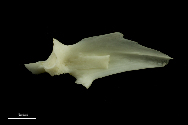 Common carp articular medial view