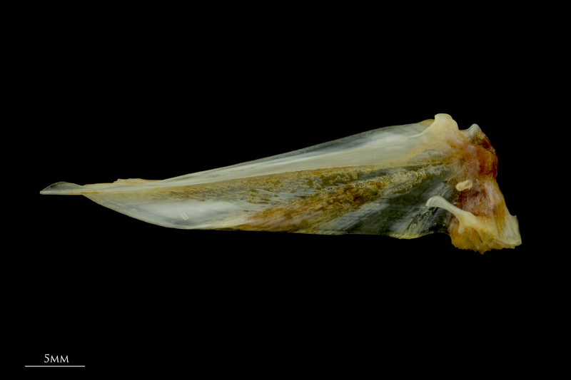 Gilthead seabream basipterygium lateral view