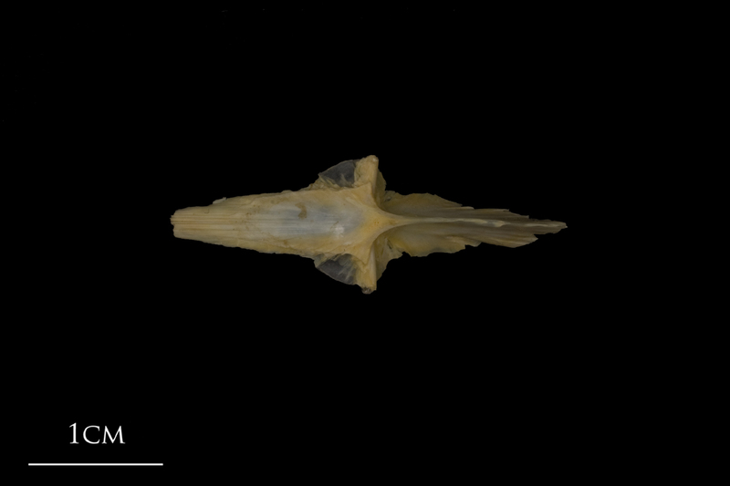 Shore rockling for assessment ventral view