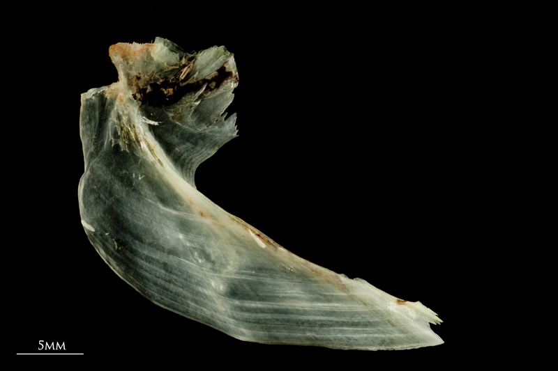 Garfish for assessment lateral view