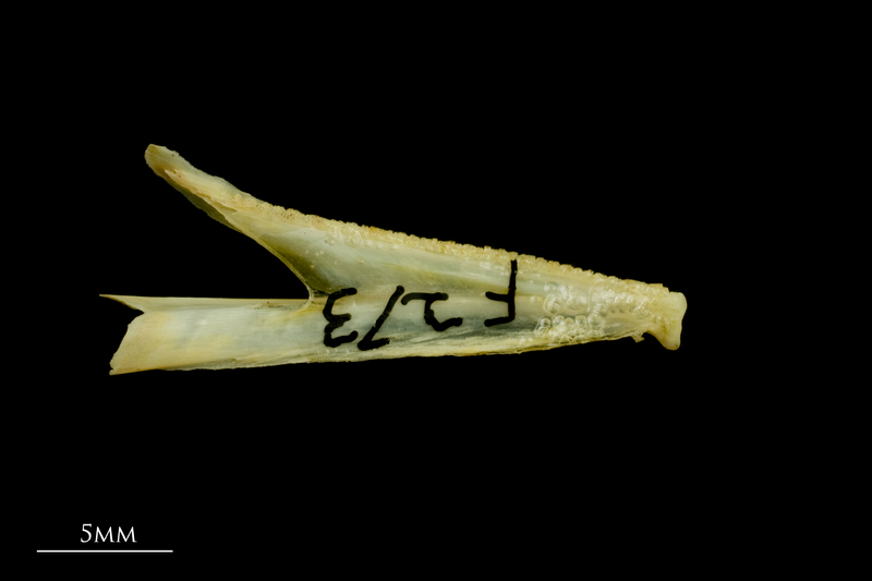 Greater forkbeard dentary medial view