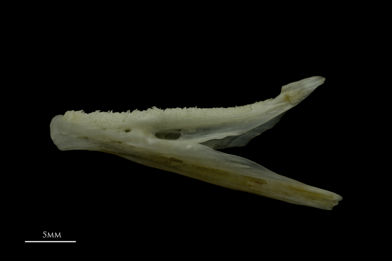 Red gurnard dentary lateral view