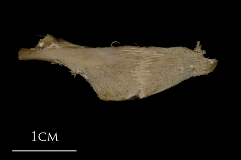 White grouper ceratohyal epihyal complex lateral view