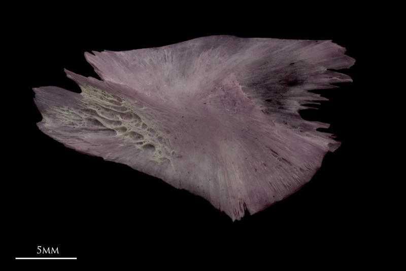 Wels catfish for assessment lateral view