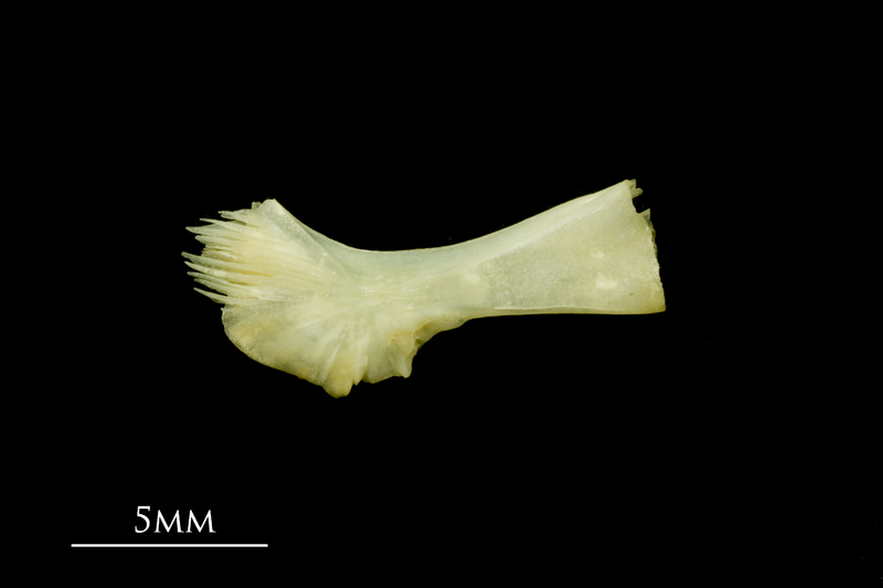 Five-Bearded Rockling ceratohyal medial view