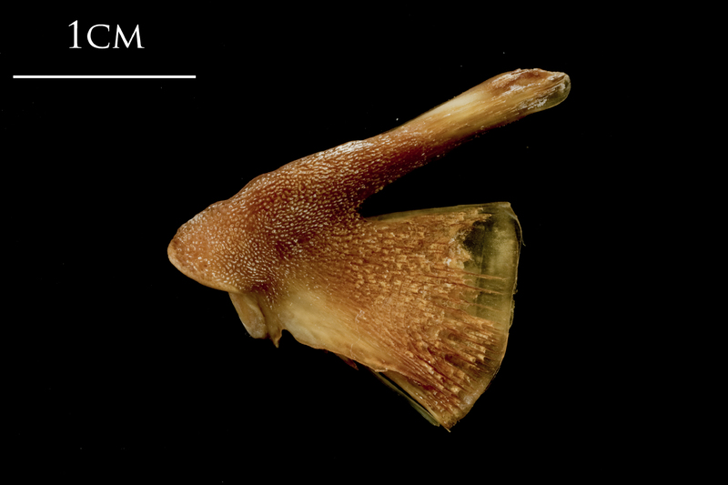 Catfish quadrate medial view