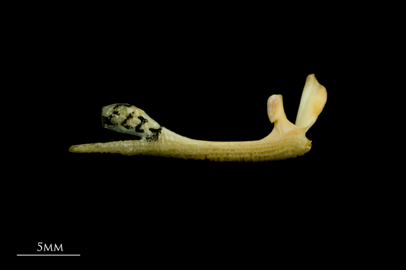 Greater forkbeard premaxilla medial view