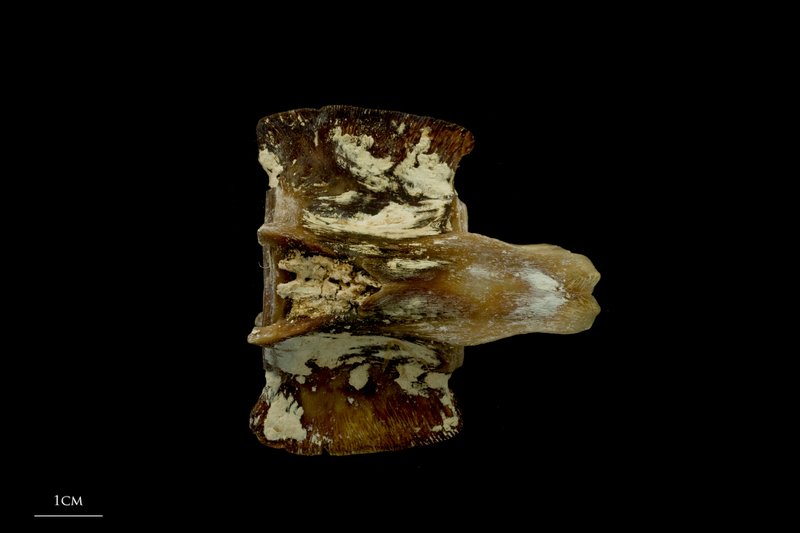 Atlantic bluefin tuna  precaudal vertebra lateral view