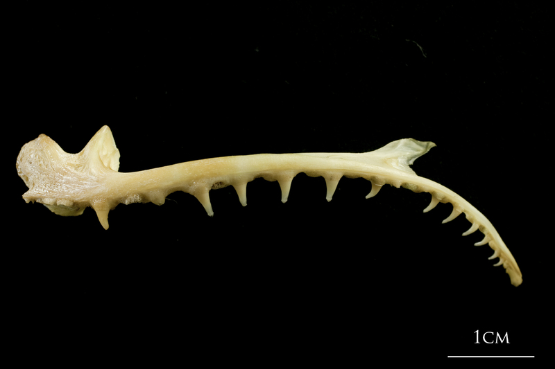 European hake premaxilla lateral view