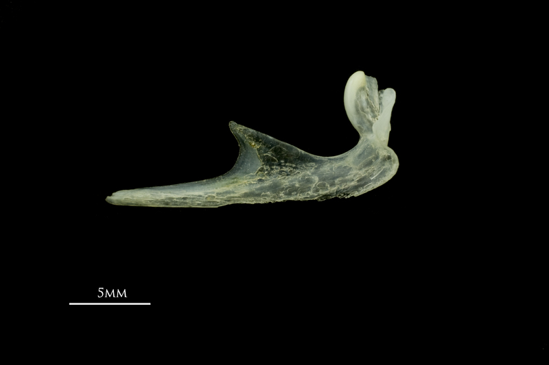 Scad premaxilla medial view