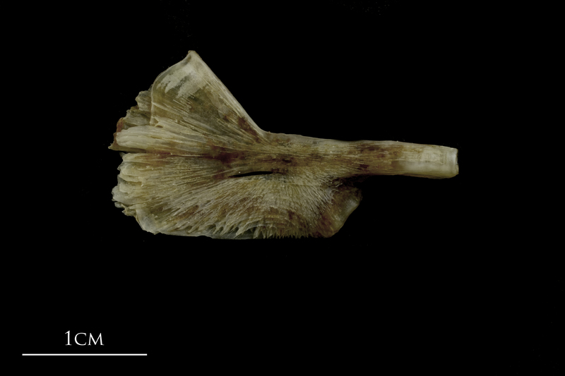 Brill ceratohyal lateral view