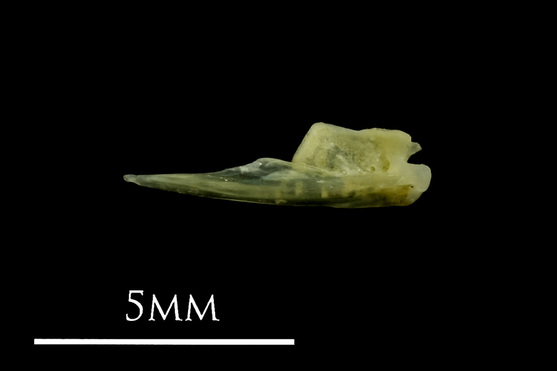 Small sandeel quadrate lateral view