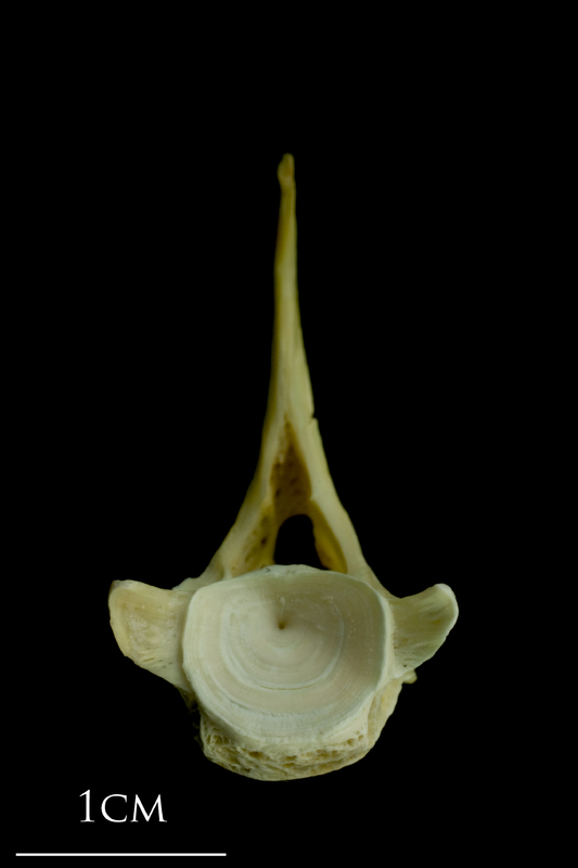 Saithe first vertebra anterior view