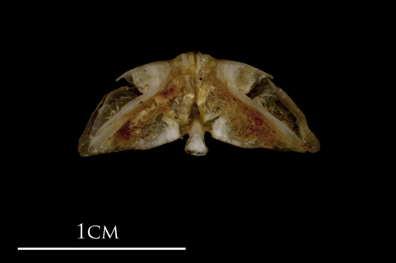 Sea scorpion vomer ventral view