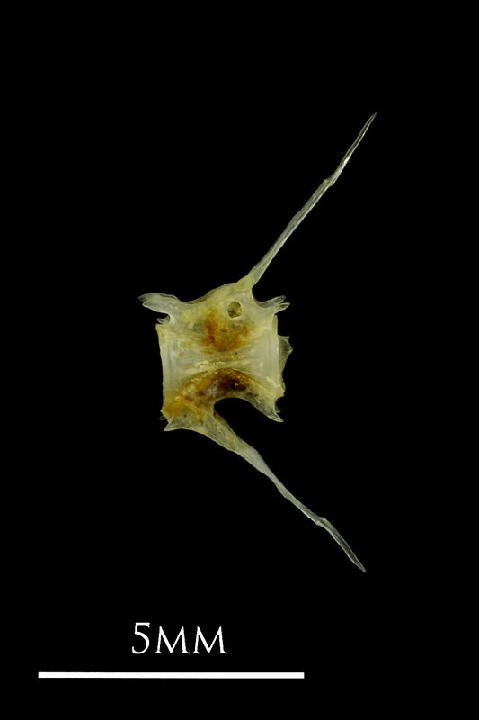 Small sandeel precaudal vertebra lateral view