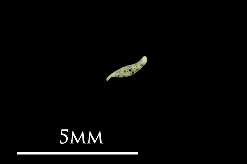 Butterfish pharyngeal dorsal view