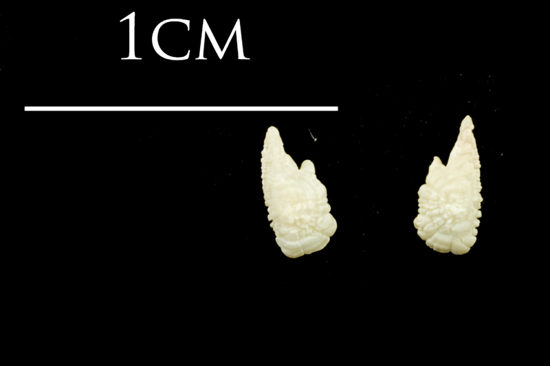 Catfish otolith(s) detail view