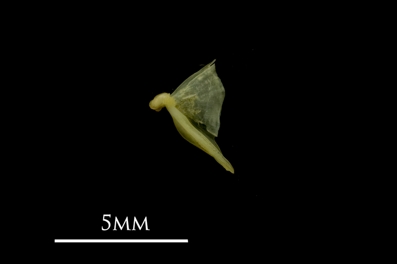 Bullhead quadrate lateral view