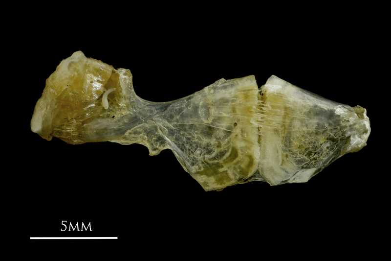 Ruffe ceratohyal epihyal complex lateral view