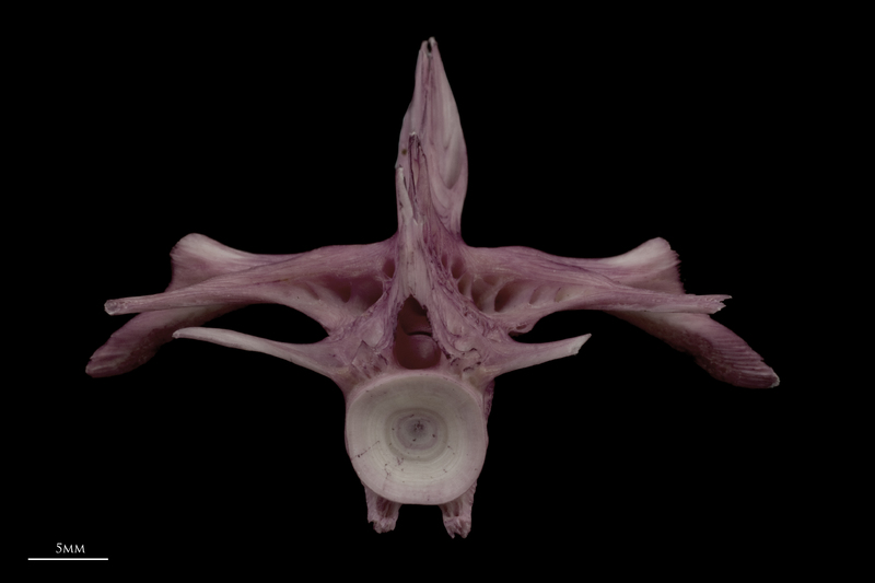 Wels catfish first vertebra posterior view