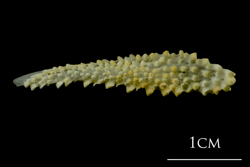 Northern pike pharyngeal ventral view