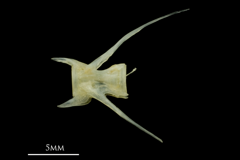 Red mullet caudal vertebra lateral view