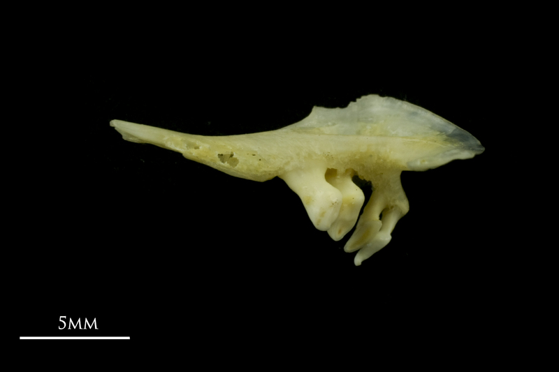 Tench pharyngeal ventral view