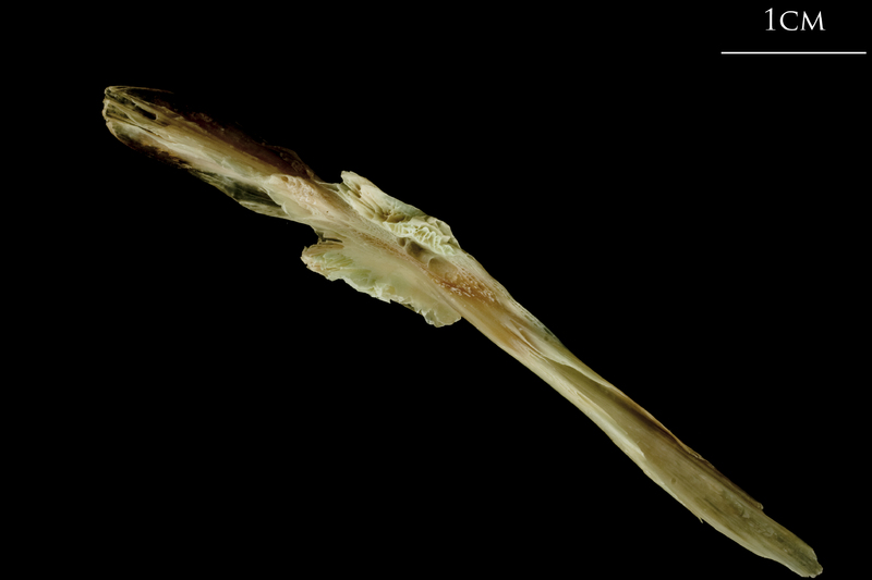 Turbot parasphenoid dorsal view