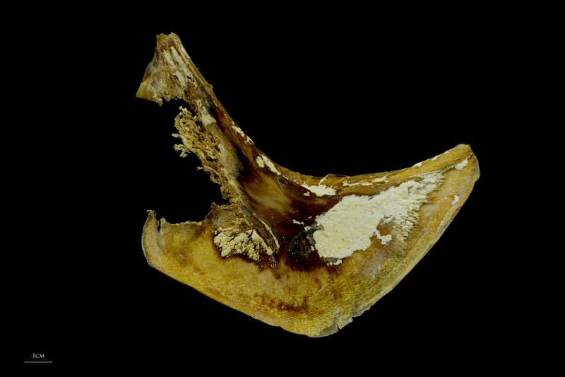 Atlantic bluefin tuna  preopercular medial view