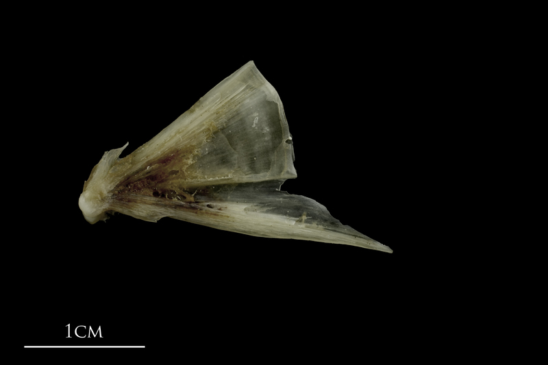 Brill quadrate medial view