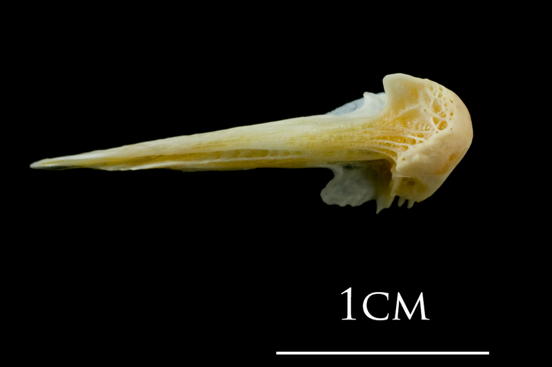 European plaice vomer ventral view