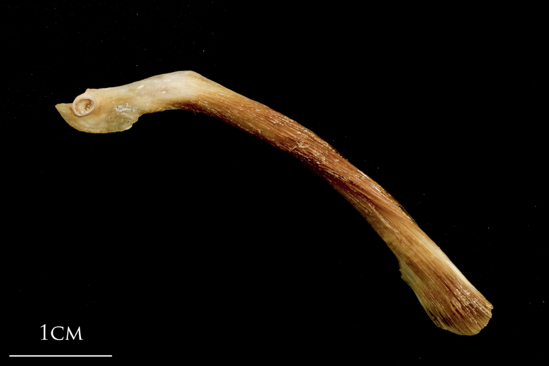 Catfish maxilla lateral view