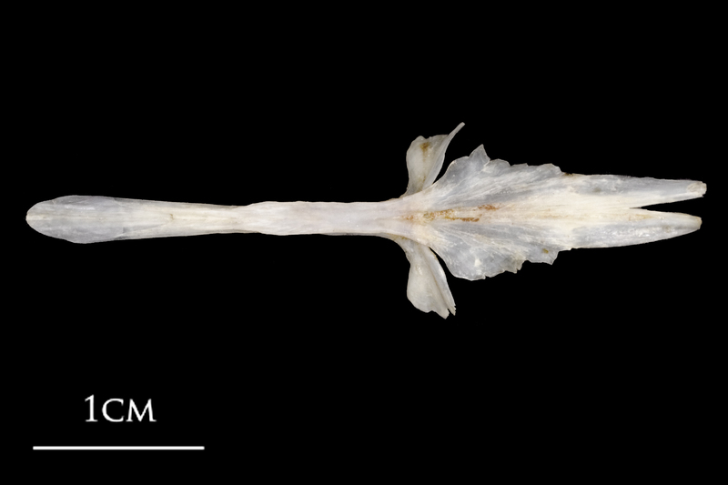 Sea scorpion parasphenoid dorsal view