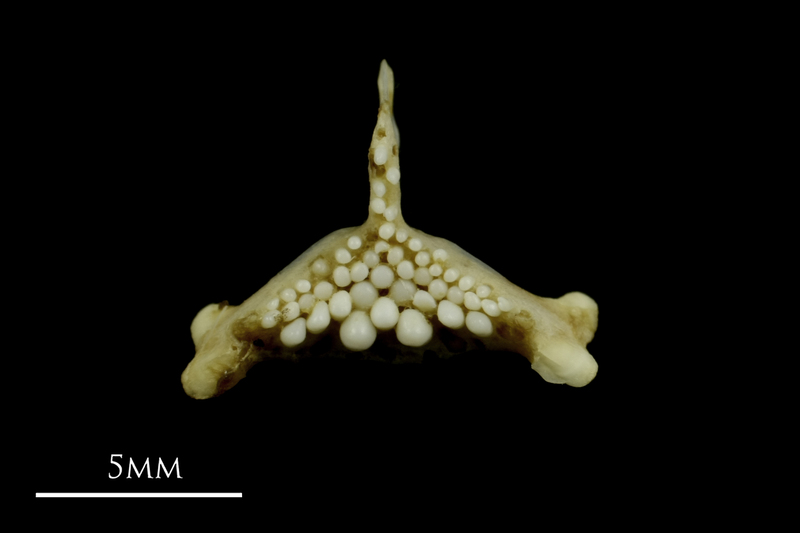 Corkwing wrasse pharyngeal dorsal view